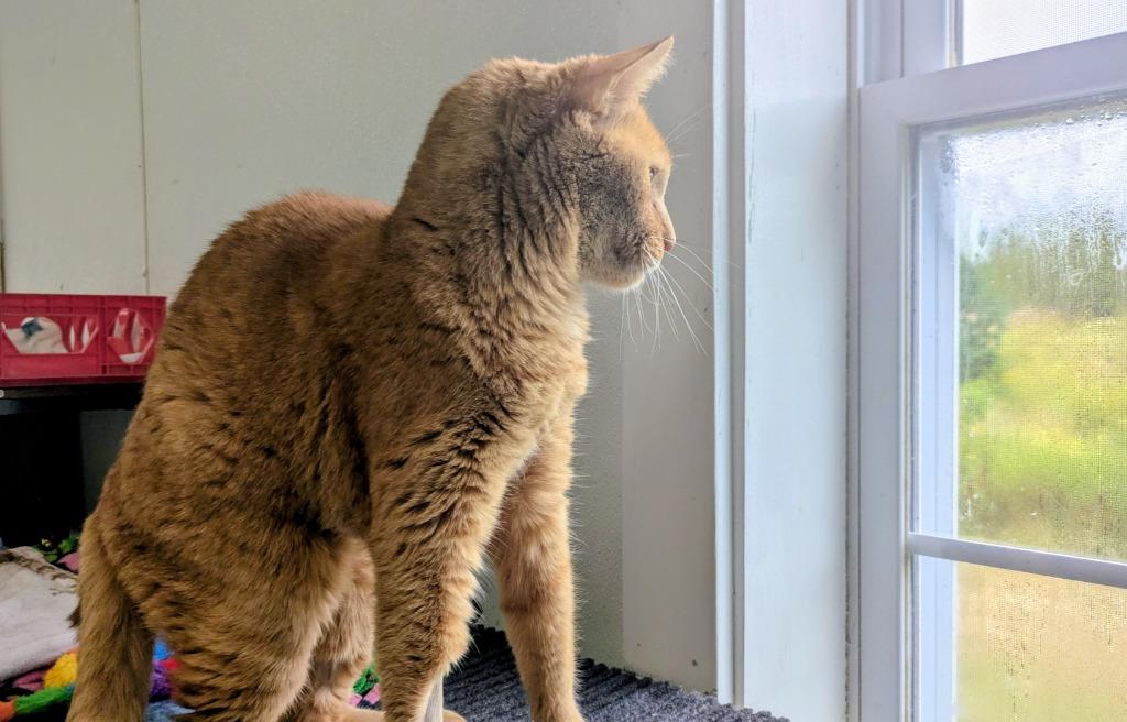Enlarge King Tut (fka Spaz), a Adoptable mixed breed in Cumberland, ME image 2/3
