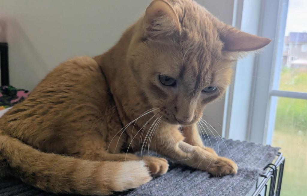 Enlarge King Tut (fka Spaz), a Adoptable mixed breed in Cumberland, ME image 3/3