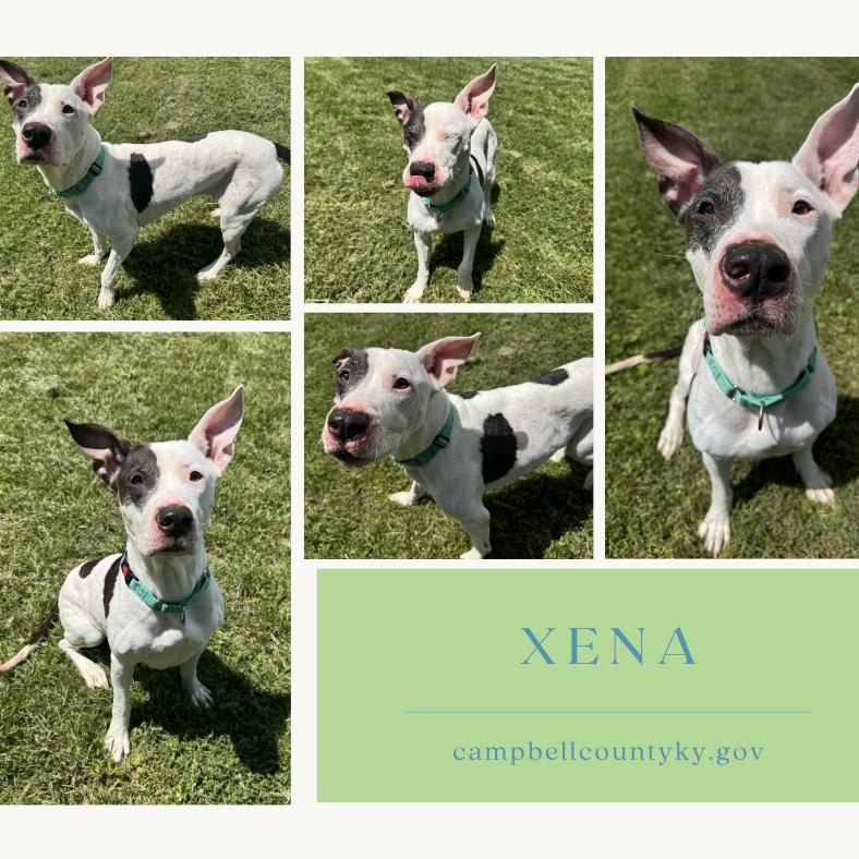 Xena, Adoptable, Adult Female Mixed Breed.