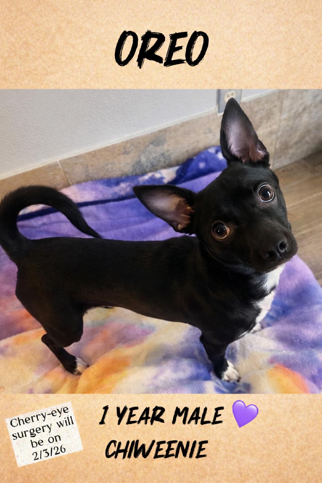 Enlarge OREO  – 1 YEAR MALE CHIWEENIE @ PETCO, 5011 E. RAY ROAD, PHX 85044 ON SATURDAY, JAN. 31, 11–2PM, an adopted Chiweenie in Mesa, AZ image 1/2
