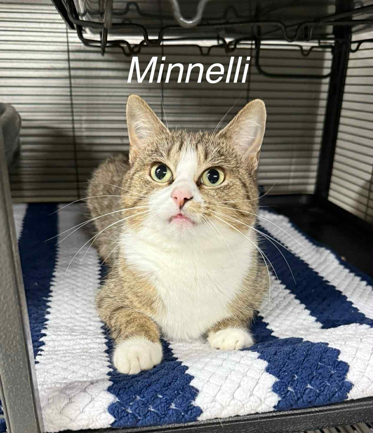 Minnelli, ADOPTABLE, Adult Female Domestic Short Hair.