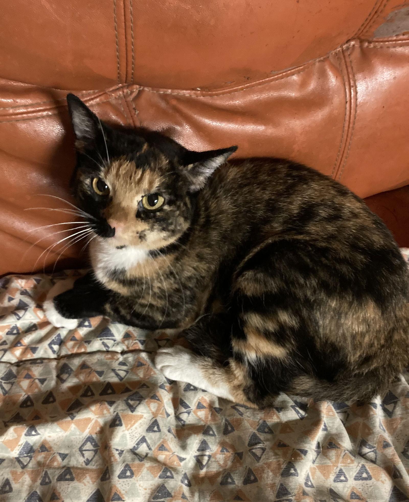 Enlarge Stormy, a Adoptable mixed breed in Jackson, MS image 1/3