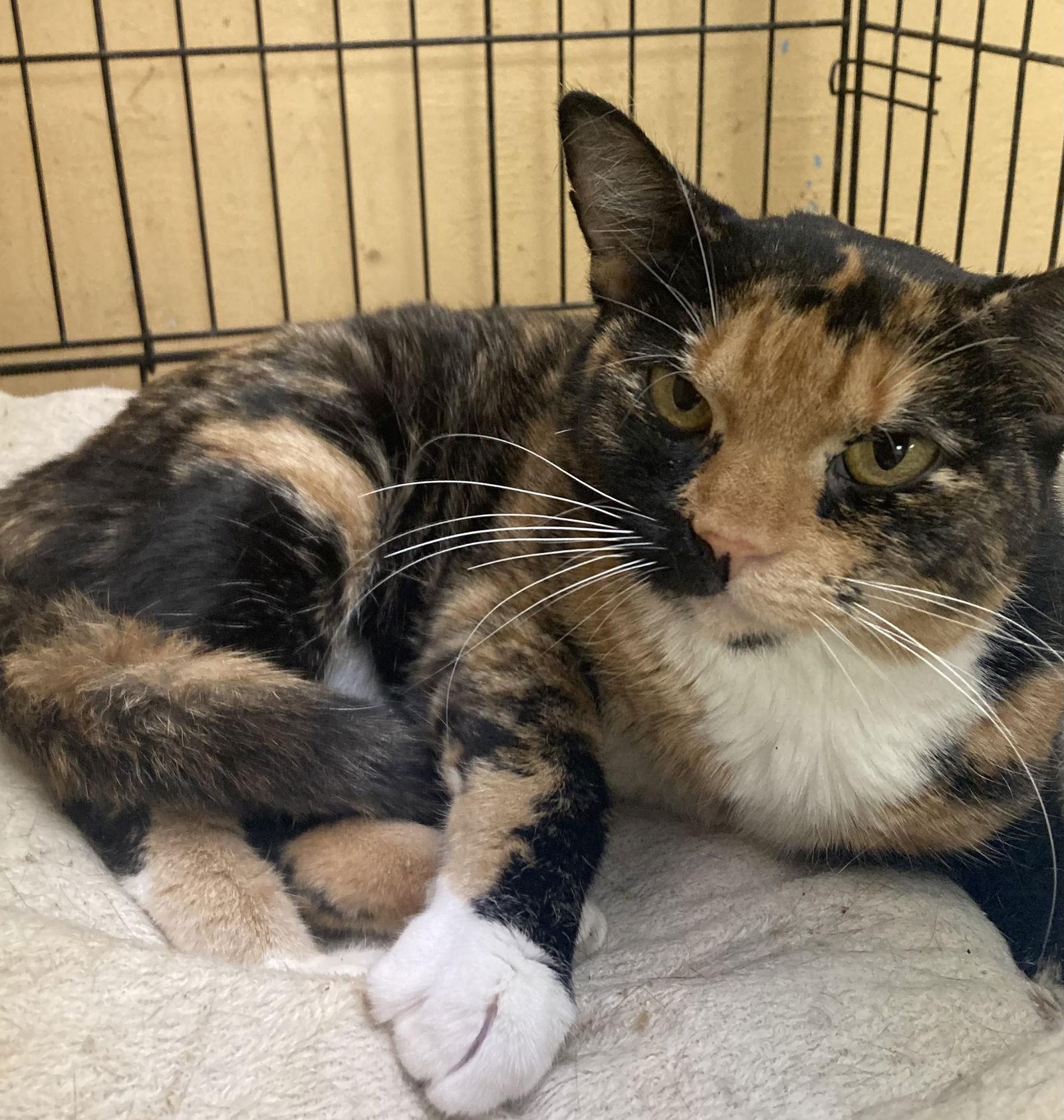 Enlarge Stormy, a Adoptable mixed breed in Jackson, MS image 2/3