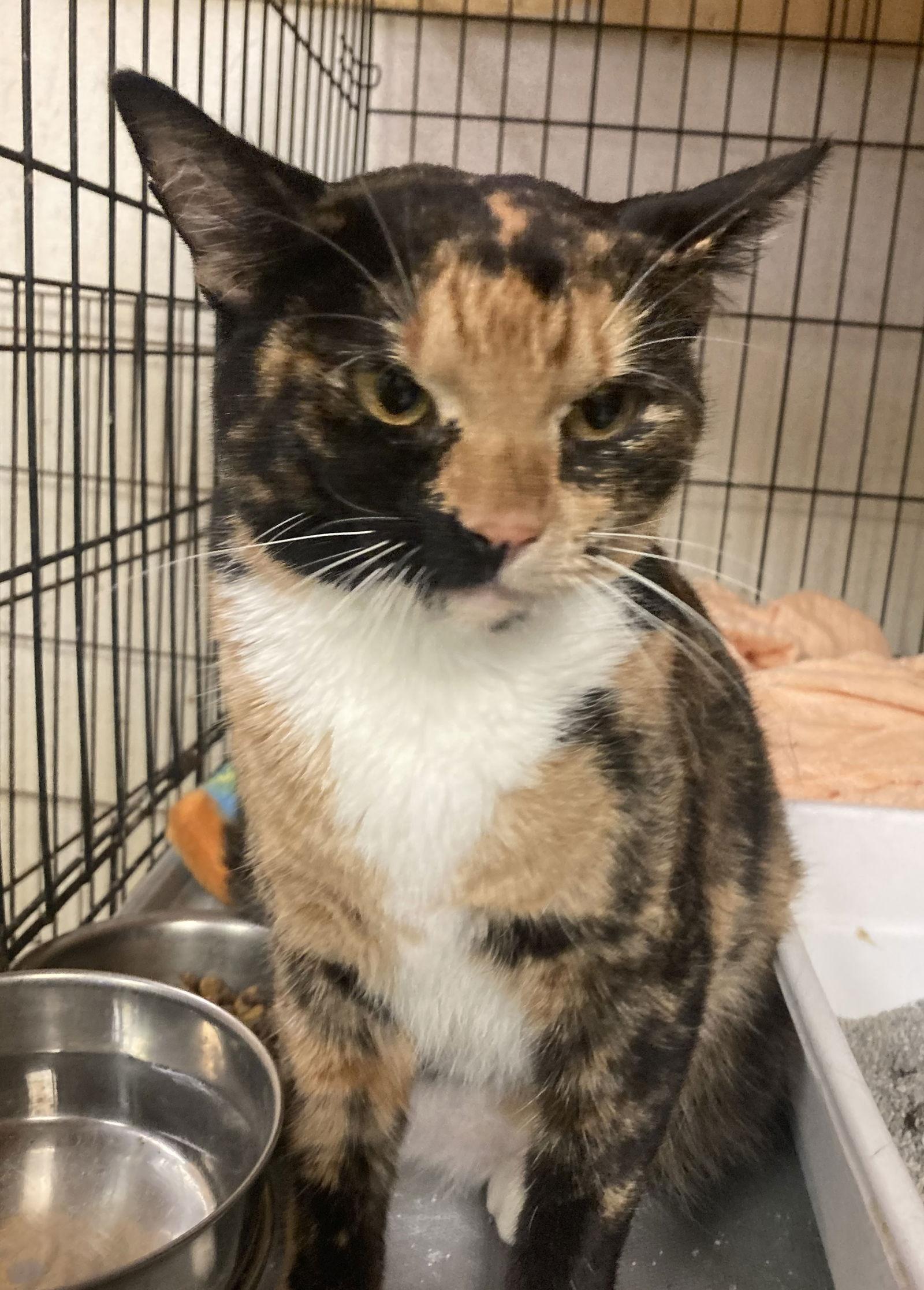 Enlarge Stormy, a Adoptable mixed breed in Jackson, MS image 3/3