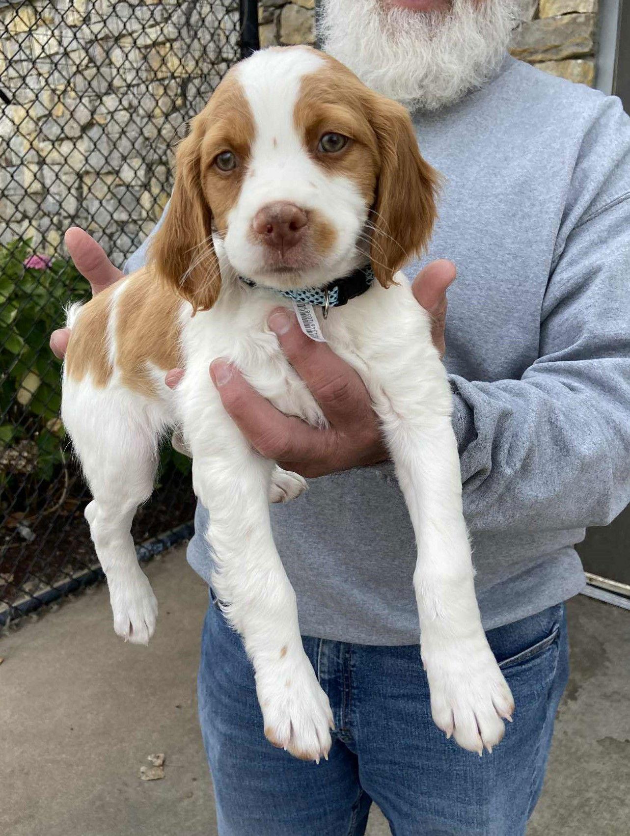 OK/Toby Lee, a Adopted Brittany Spaniel in Baldwinsville, NY image 1/3