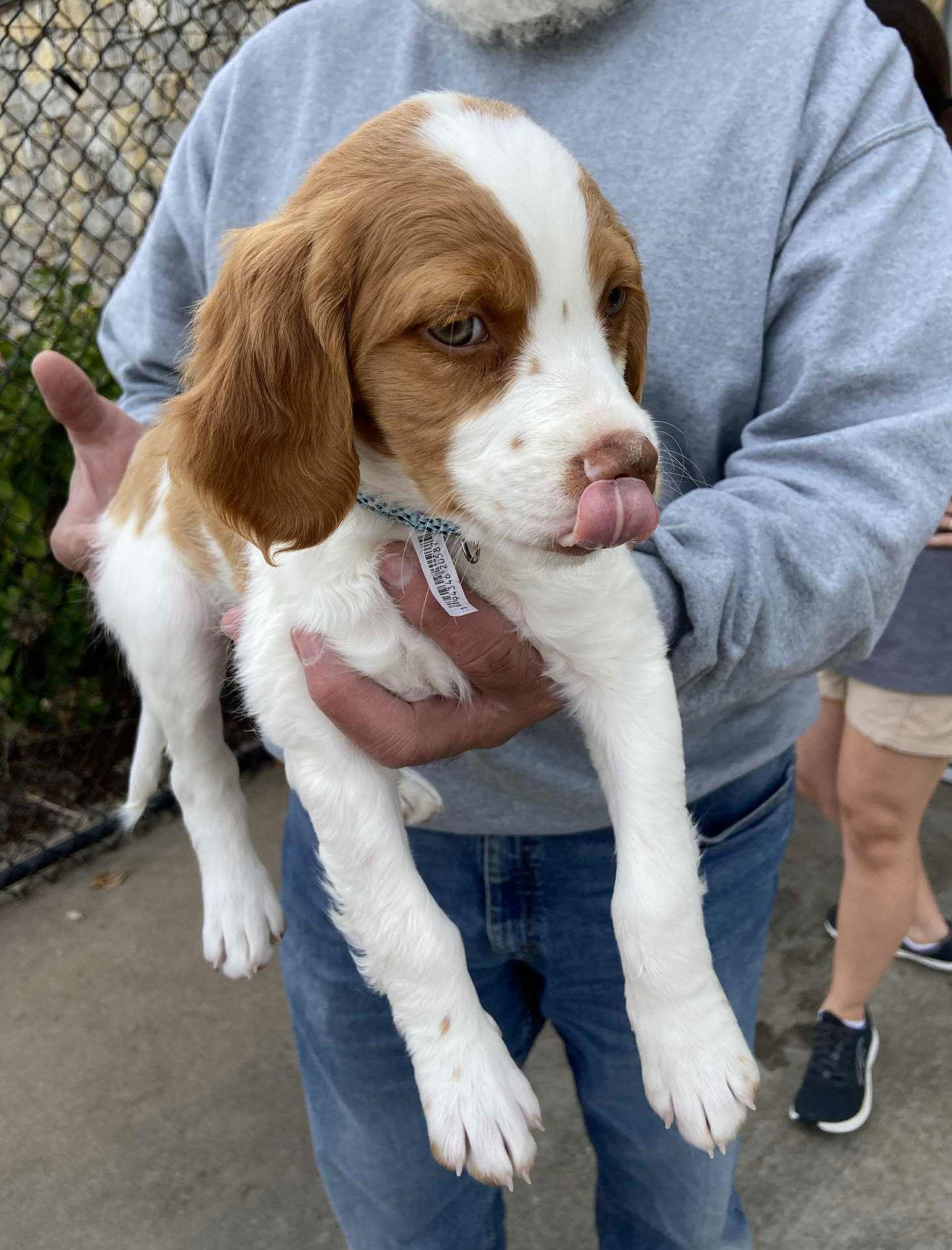 OK/Toby Lee, a Adopted Brittany Spaniel in Baldwinsville, NY image 2/3