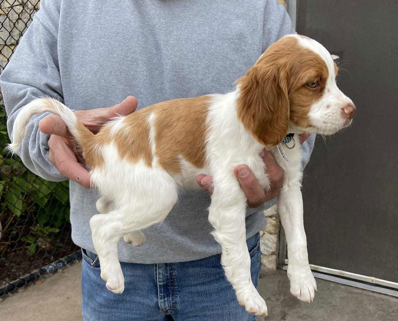 OK/Toby Lee, a Adopted Brittany Spaniel in Baldwinsville, NY image 3/3