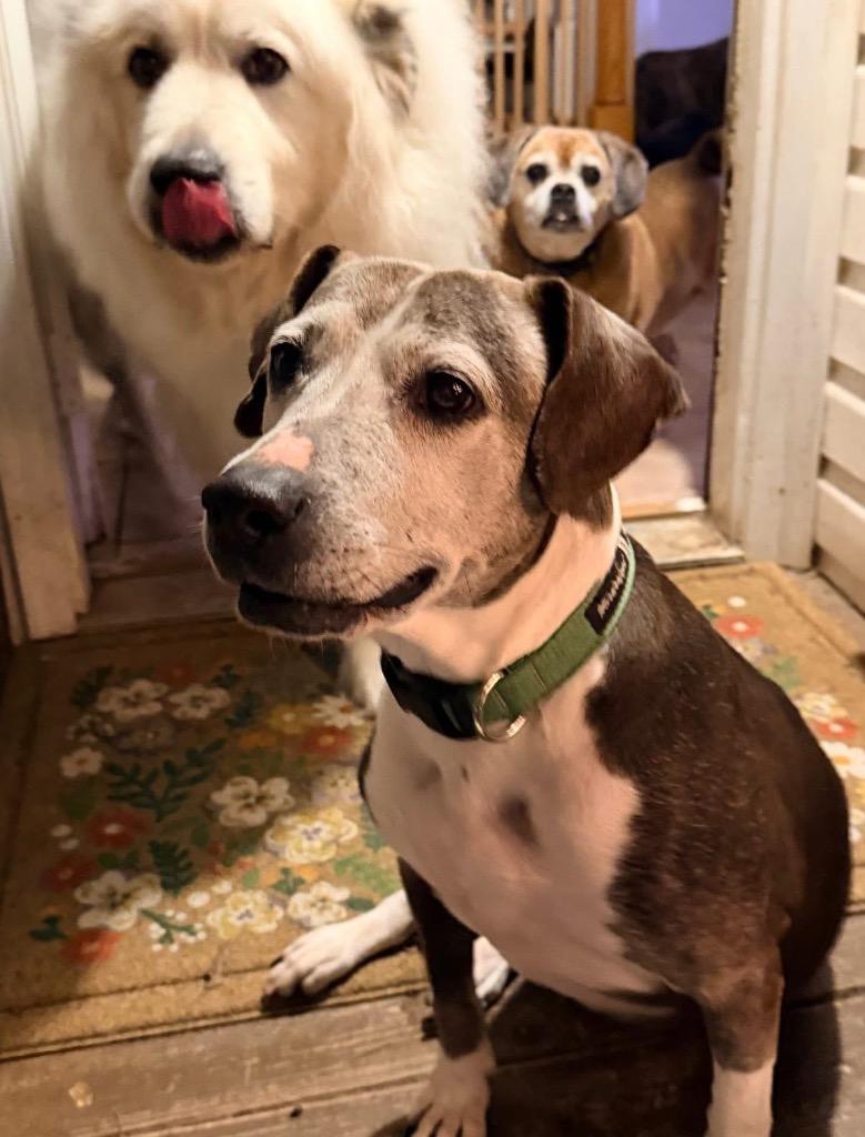 Myrtle, Adoptable, Adult Female Beagle.