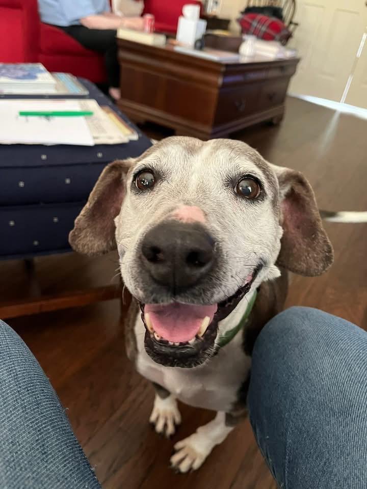 Myrtle, Adoptable, Adult Female Beagle.