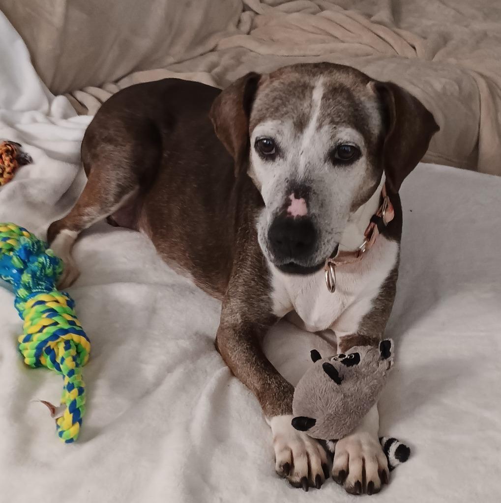 Myrtle, a Adoptable mixed breed in Newnan, GA image 2/6