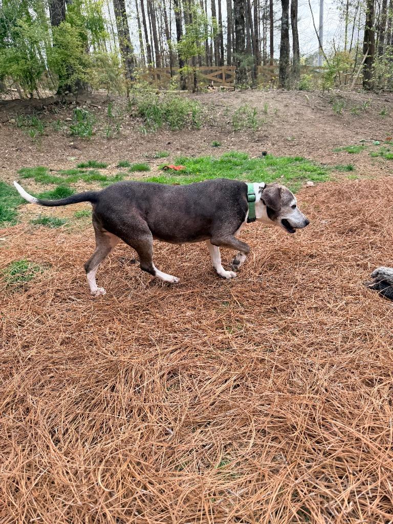 Enlarge Myrtle, a Adoptable mixed breed in Newnan, GA image 3/3