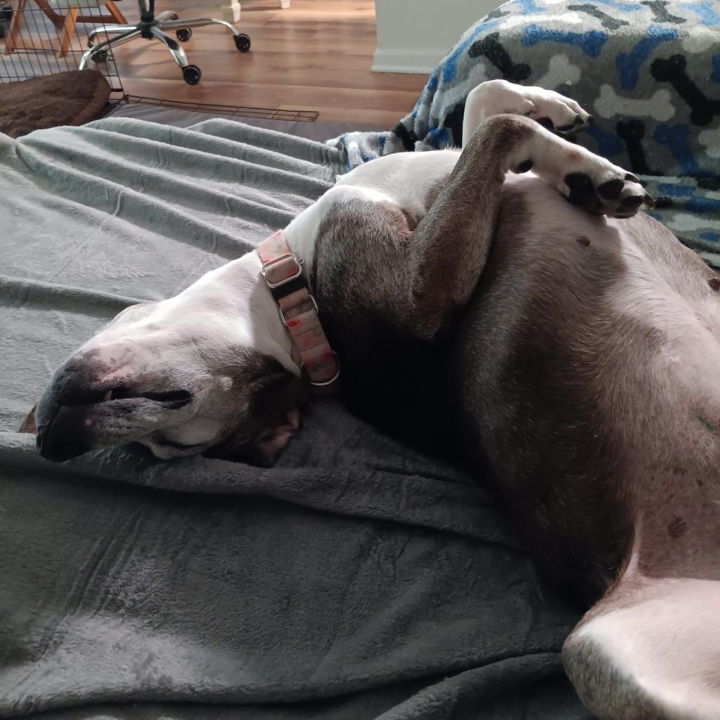 Myrtle, a Adoptable mixed breed in Newnan, GA image 6/6