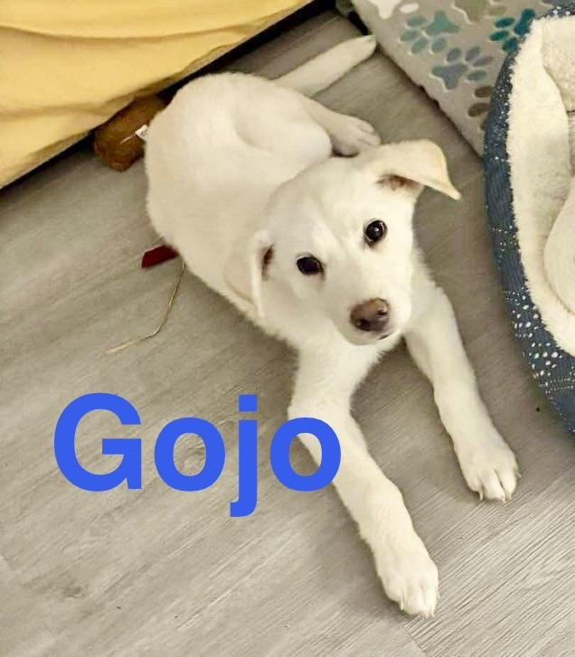 Enlarge Gojo, an adopted mixed breed in Latham, NY image 2/6