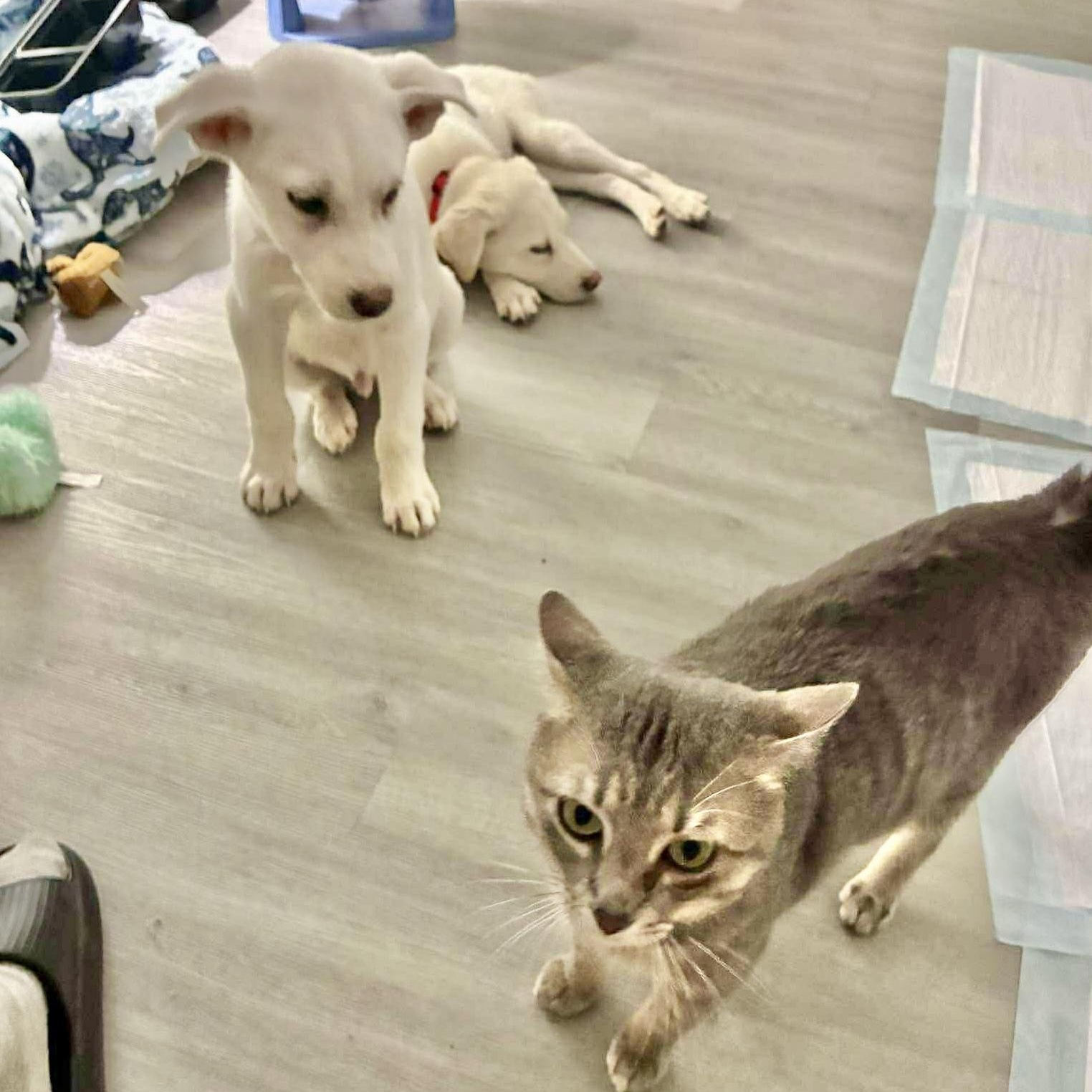 Enlarge Gojo, an adopted mixed breed in Latham, NY image 3/6