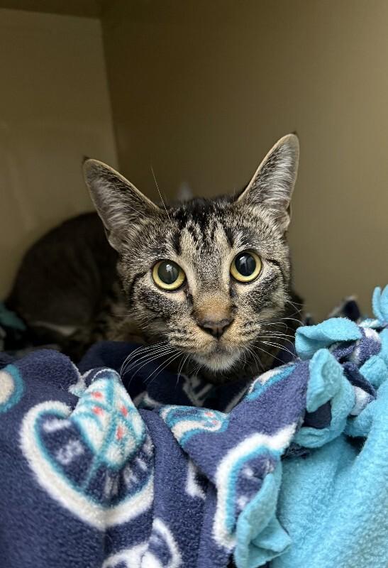 Sweety, Adoptable, Adult Female Domestic Short Hair.