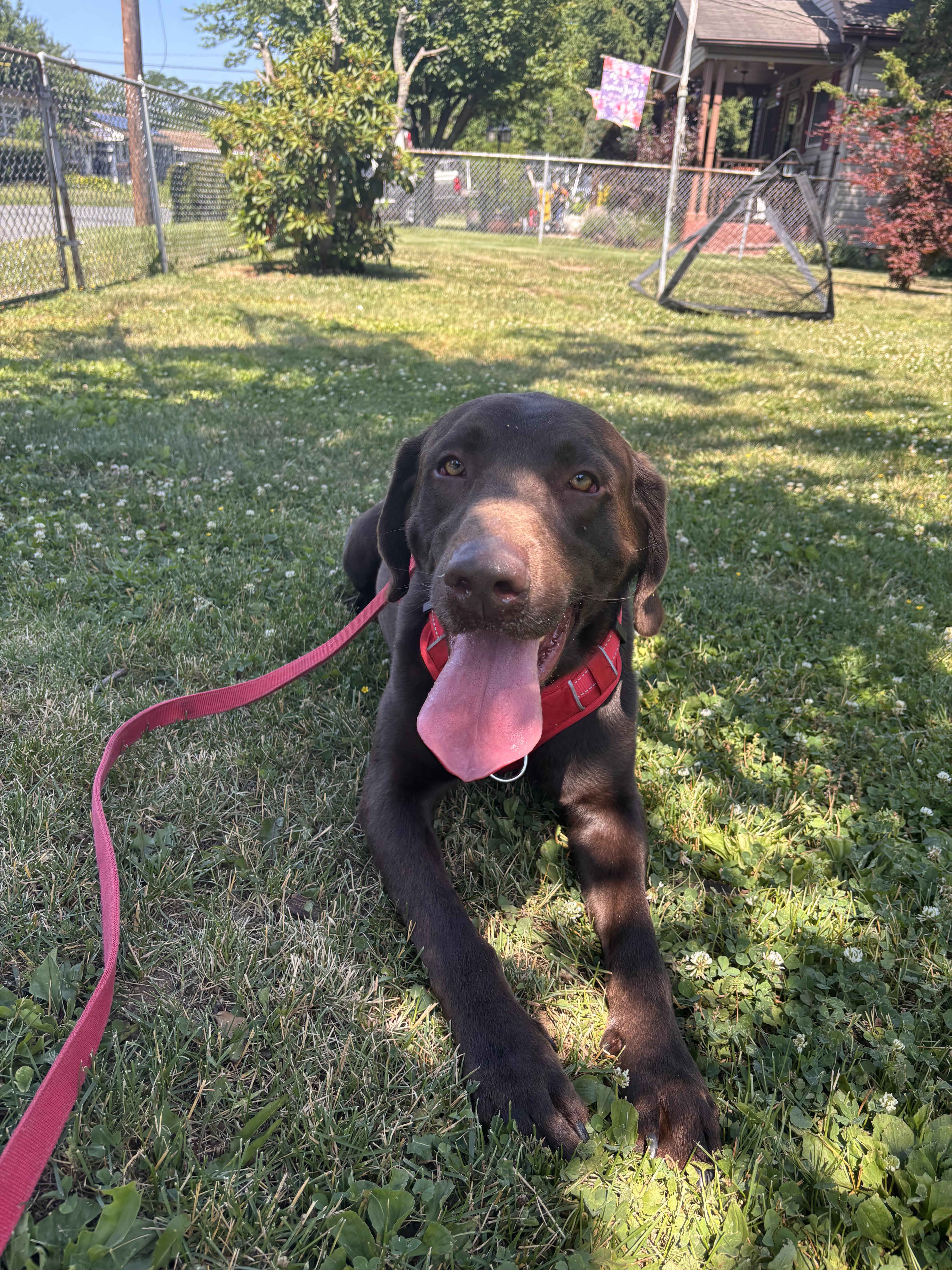 Enlarge Hunter, a ADOPTABLE Labrador Retriever in Warrington, PA image 1/5