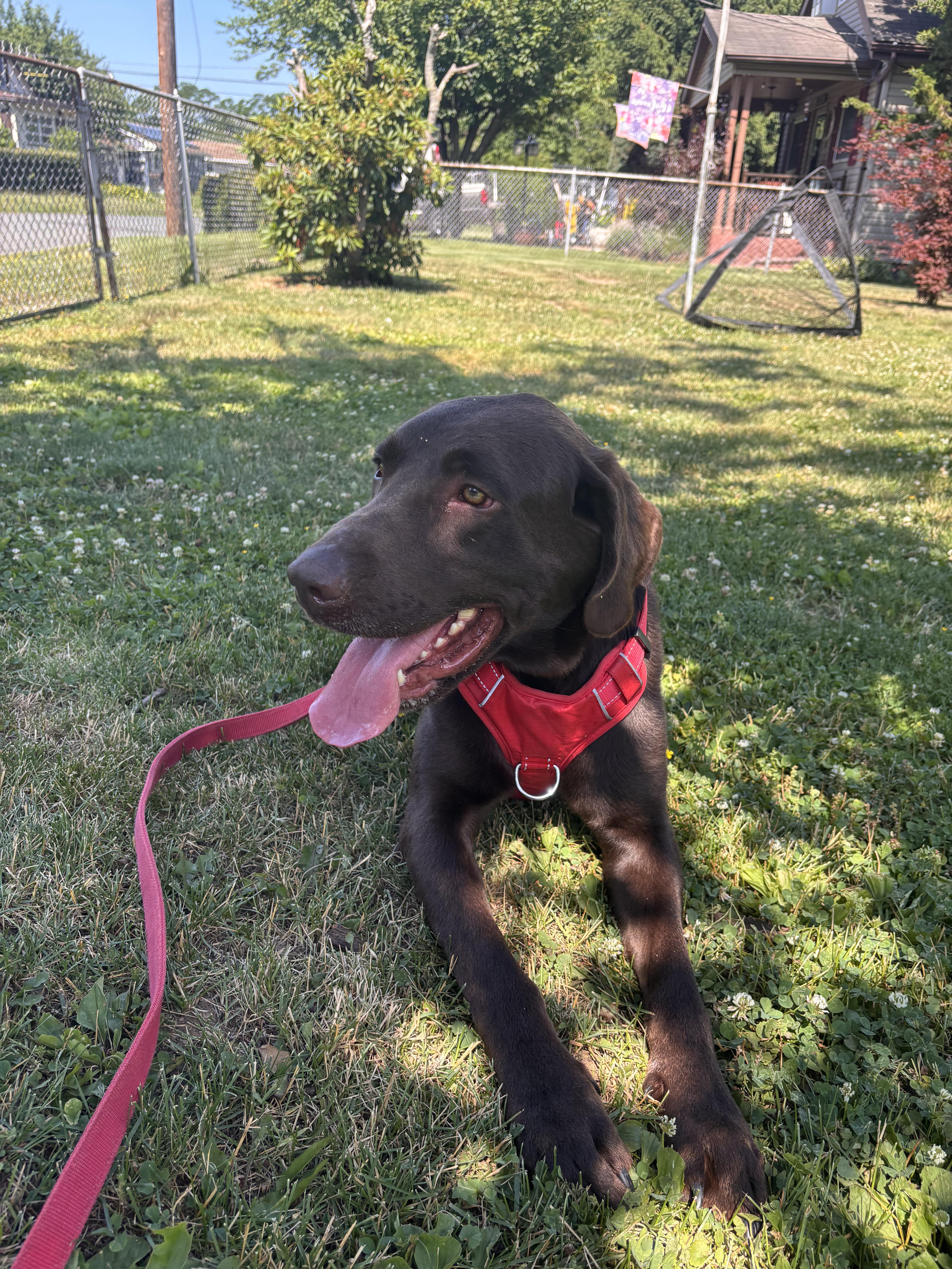 Enlarge Hunter, a ADOPTABLE Labrador Retriever in Warrington, PA image 3/5