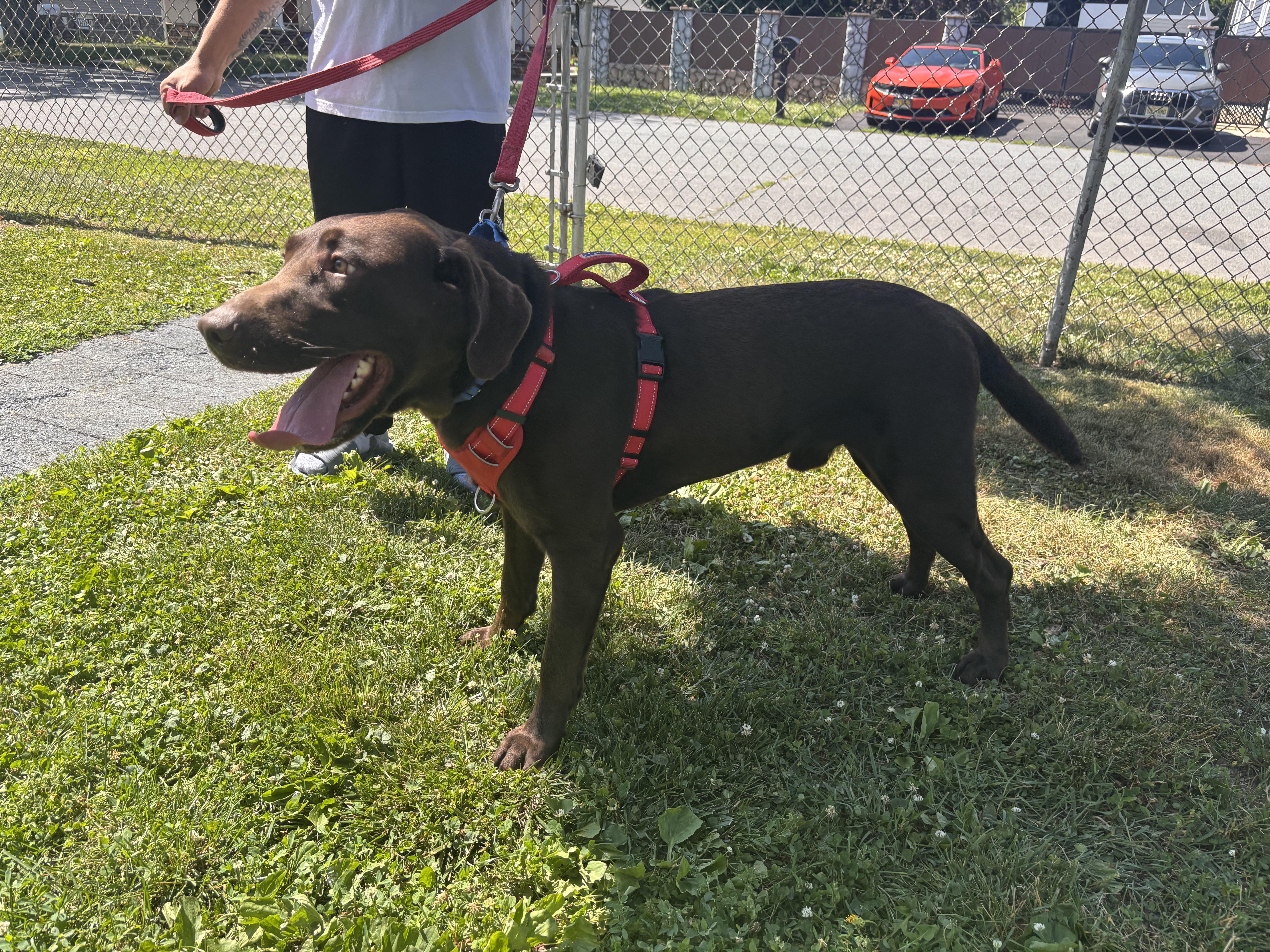 Enlarge Hunter, a ADOPTABLE Labrador Retriever in Warrington, PA image 2/5