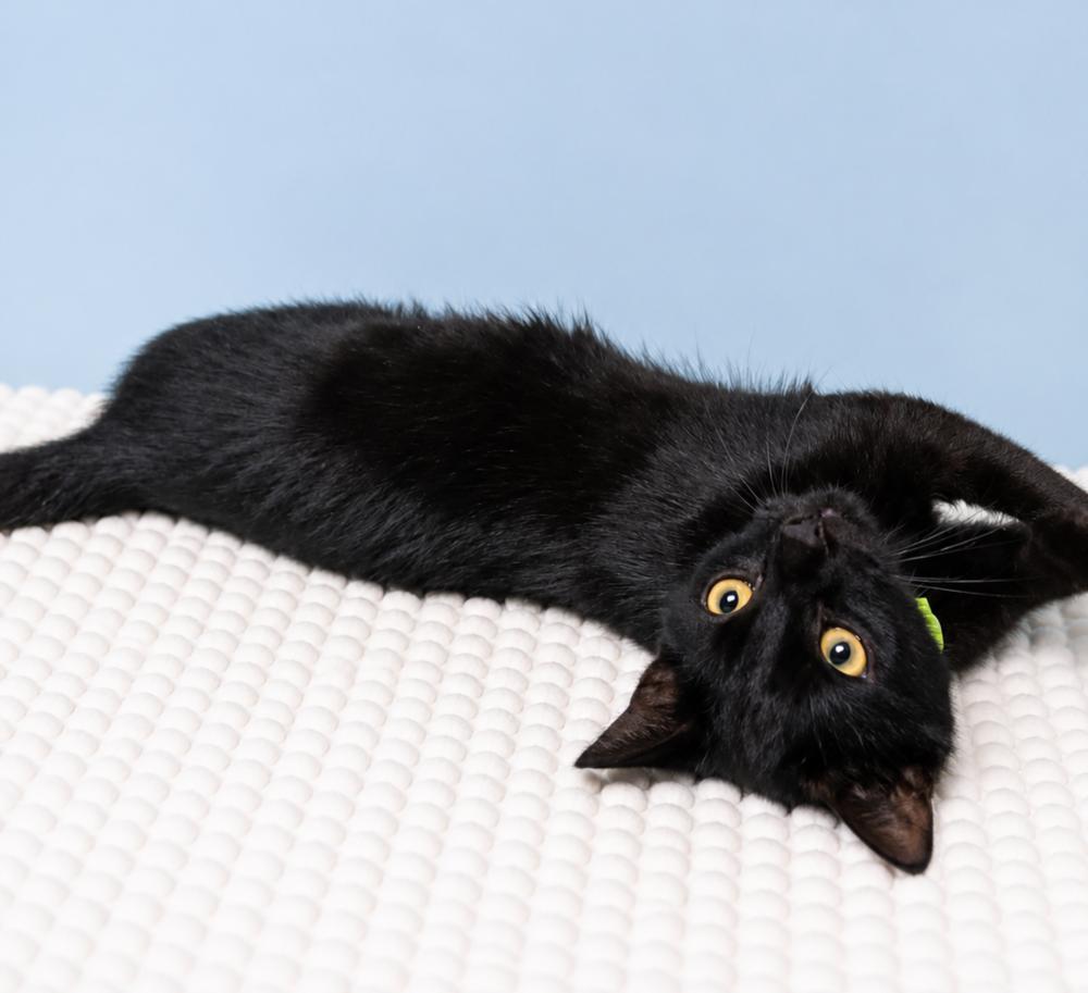 Black-Eyed Pea, Adoptable, Kitten Male Domestic Short Hair.