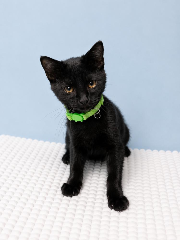 Enlarge Black-Eyed Pea, a Adoptable mixed breed in Homer Glen, IL image 2/2