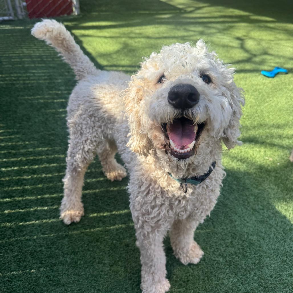 Coco, Adoptable, Adult Male Standard Poodle & Labrador Retriever.