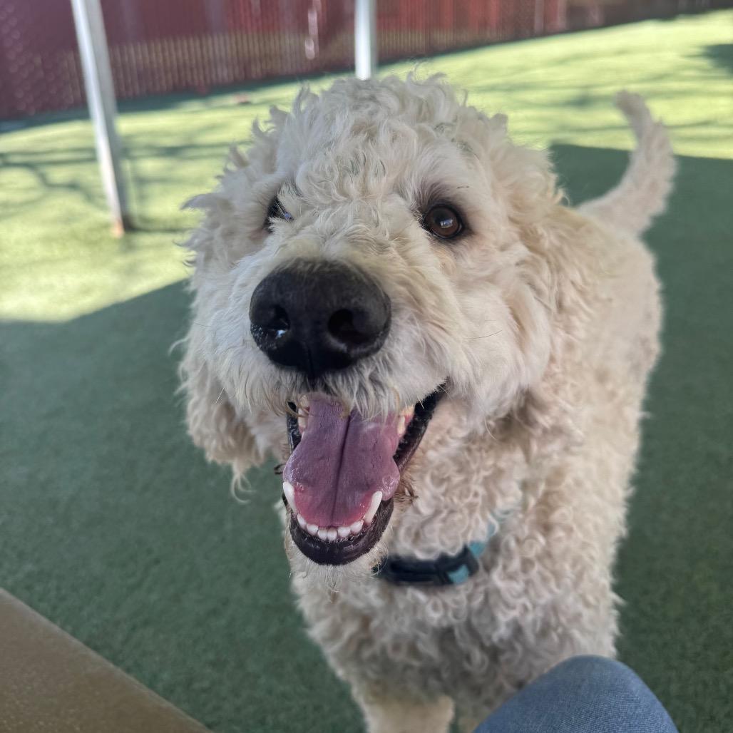 Enlarge Coco, a Adoptable mixed breed in Buellton, CA image 3/6