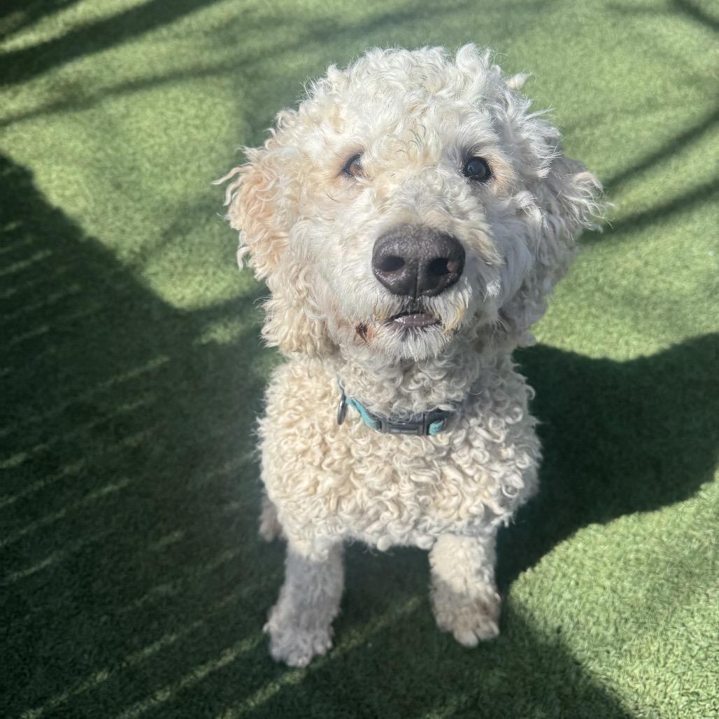 Enlarge Coco, a Adoptable mixed breed in Buellton, CA image 4/6