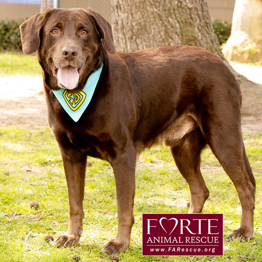 Gunner, a Adoptable mixed breed in Marina Del Rey, CA image 1/11