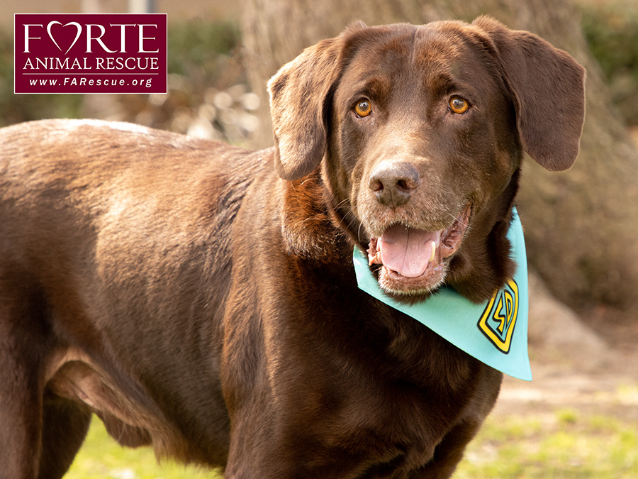 Gunner, Adoptable, Young Male Labrador Retriever.