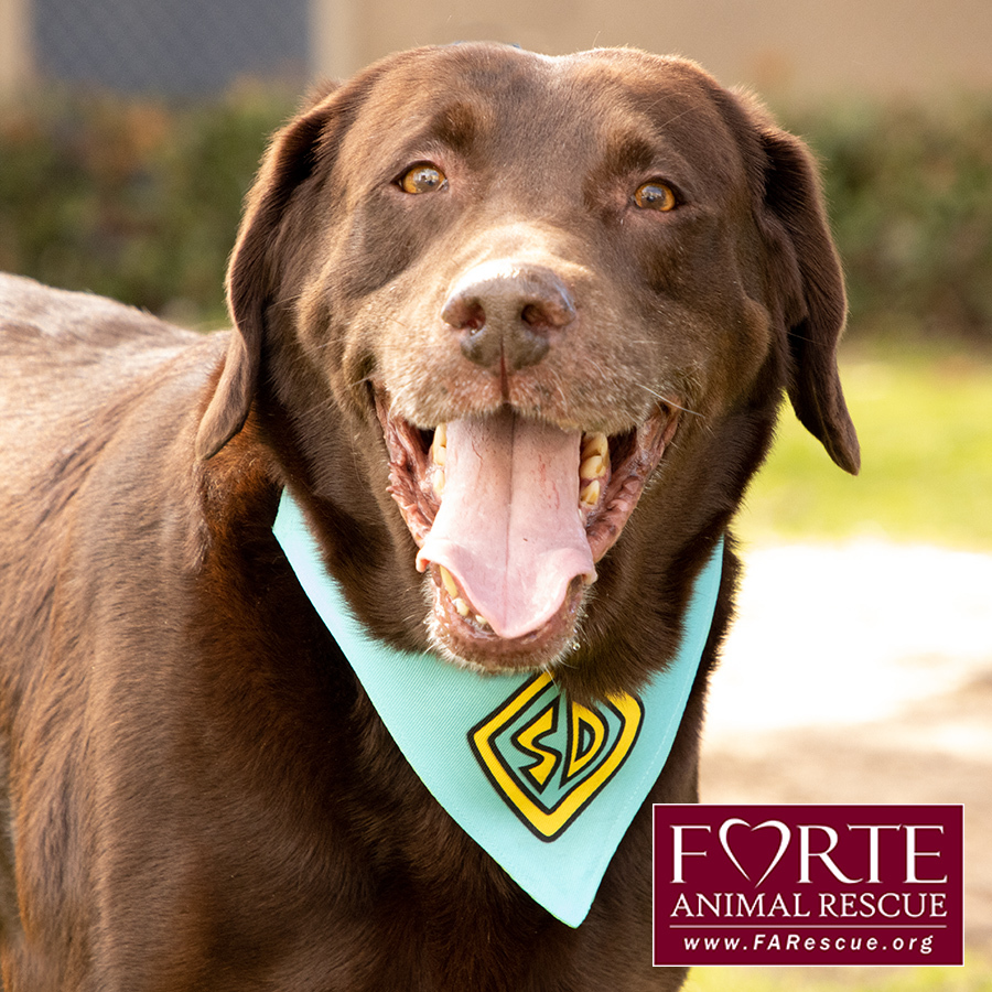 Gunner, a Adoptable mixed breed in Marina Del Rey, CA image 3/11