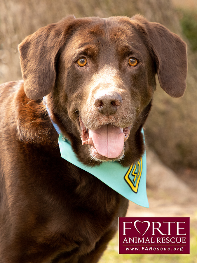 Gunner, a Adoptable mixed breed in Marina Del Rey, CA image 5/11