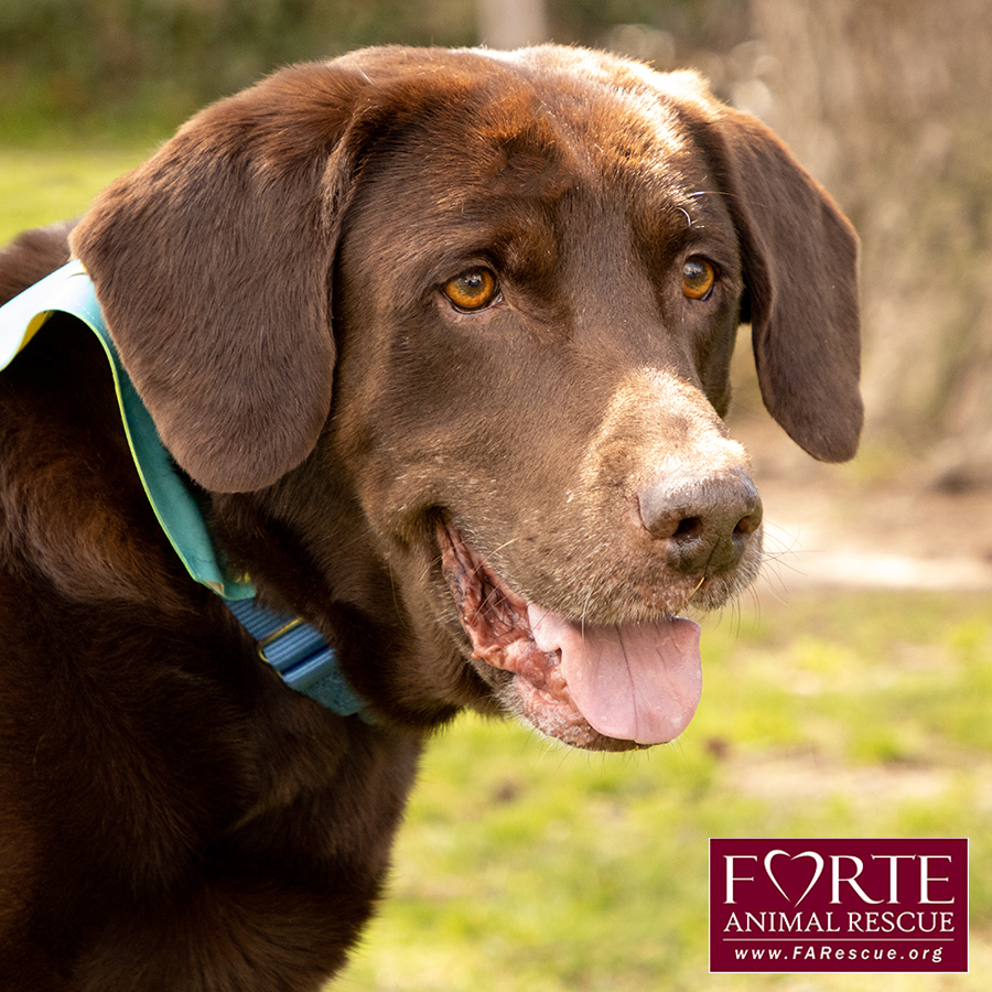 Gunner, a Adoptable mixed breed in Marina Del Rey, CA image 6/11