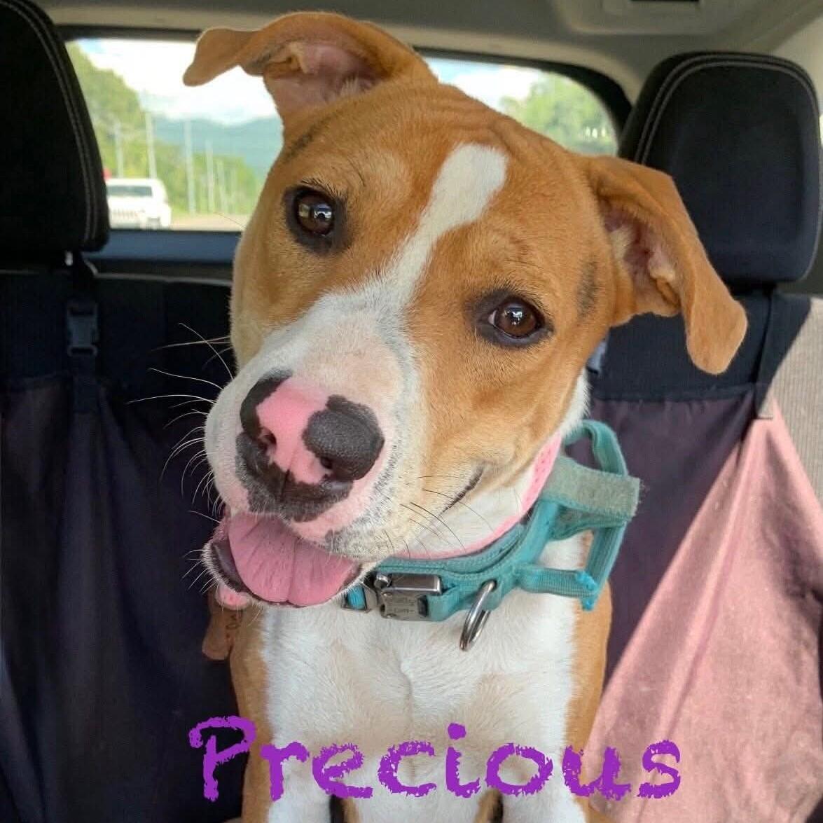 Precious, adoptable, Young Female Terrier & Beagle.