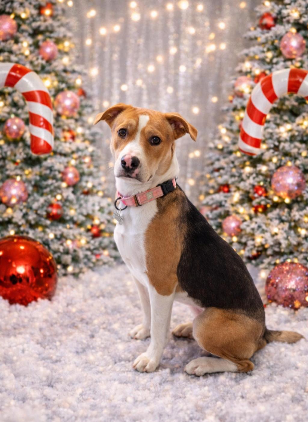 Enlarge Precious, an adoptable mixed breed in Albany, NY image 3/6