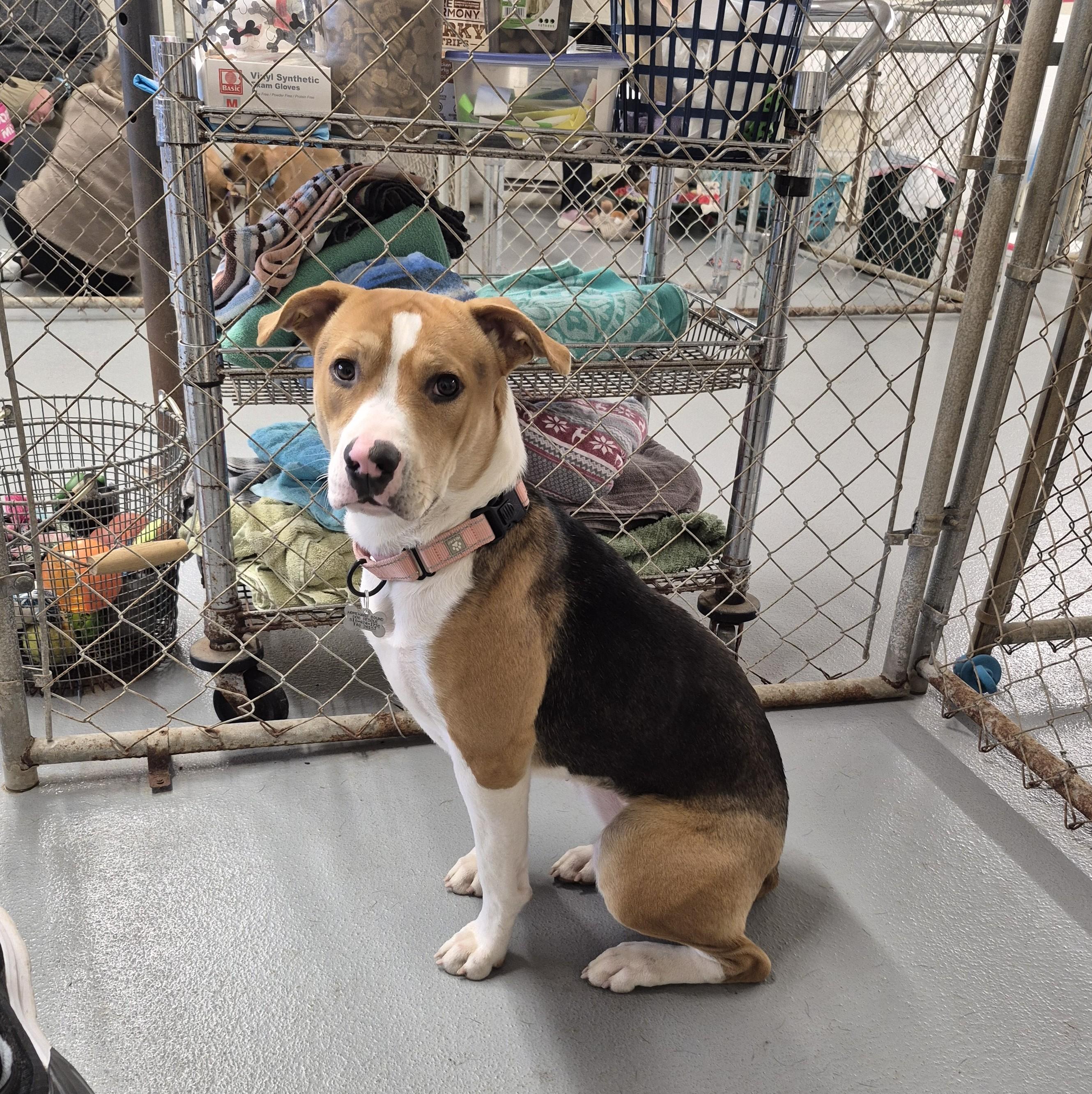 Enlarge Precious, an adoptable mixed breed in Albany, NY image 6/6