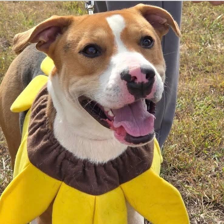 Enlarge Precious, an adoptable mixed breed in Albany, NY image 5/6