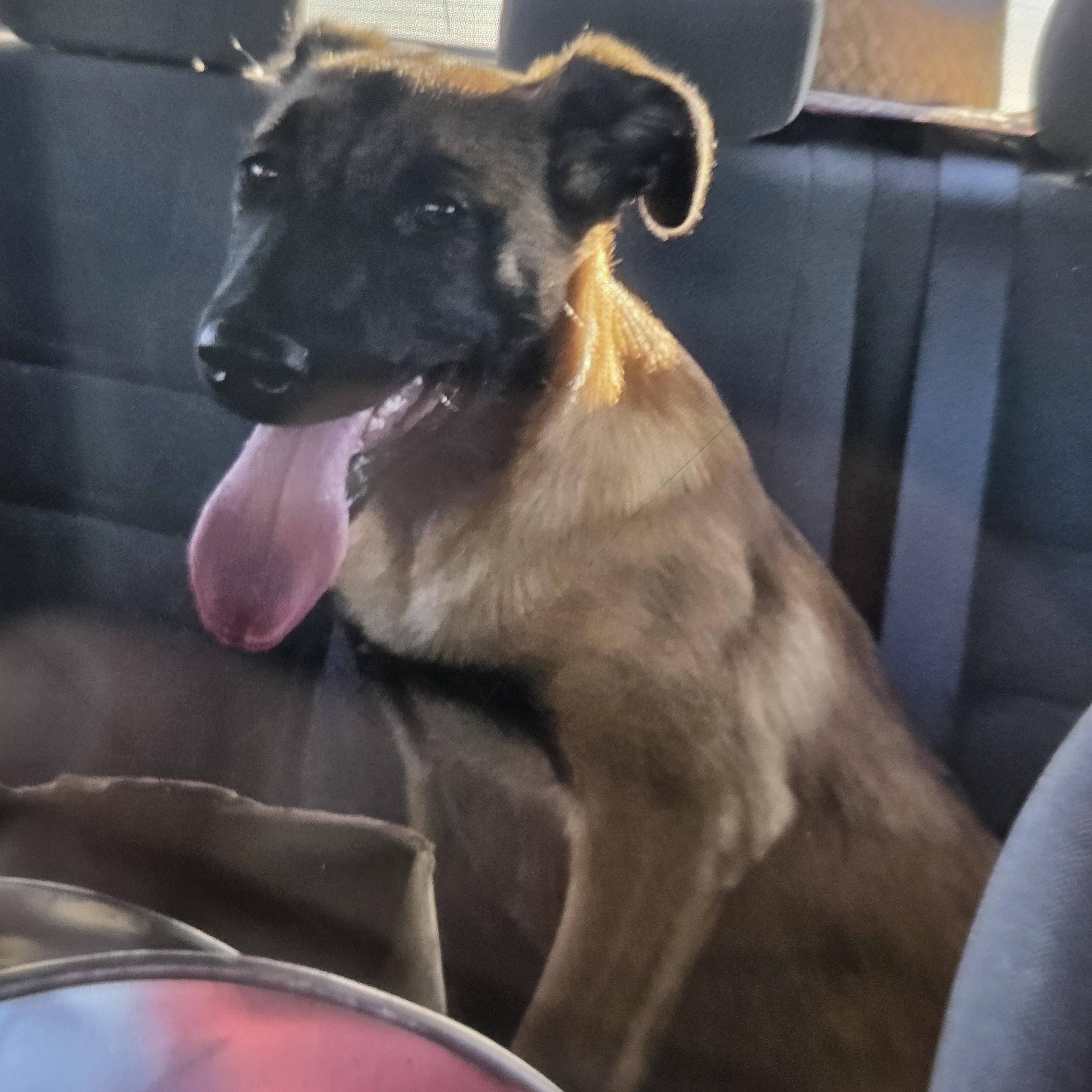 Memphis, an adopted Belgian Shepherd / Malinois in Brooks, AB image 2/6