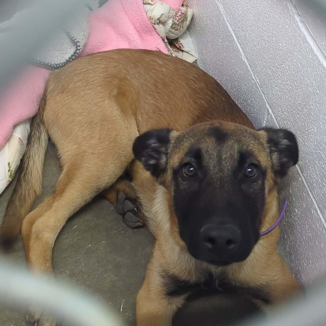 Memphis, an adopted Belgian Shepherd / Malinois in Brooks, AB image 3/6