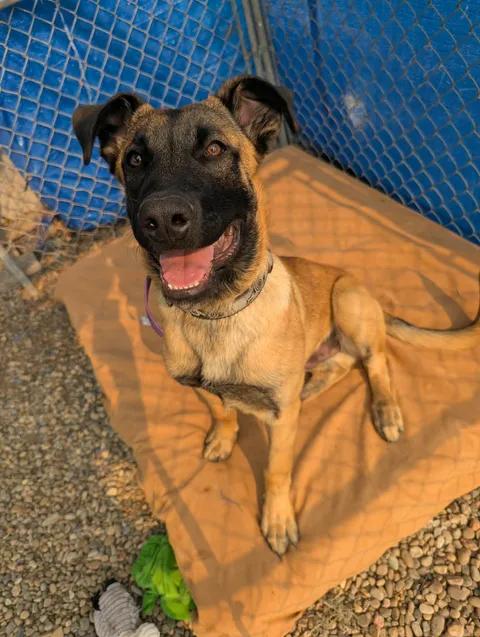 Memphis, an adopted Belgian Shepherd / Malinois in Brooks, AB image 4/6