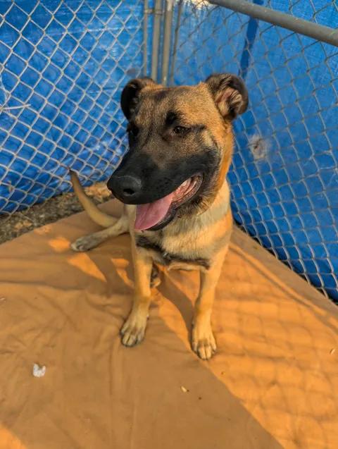 Memphis, an adopted Belgian Shepherd / Malinois in Brooks, AB image 6/6