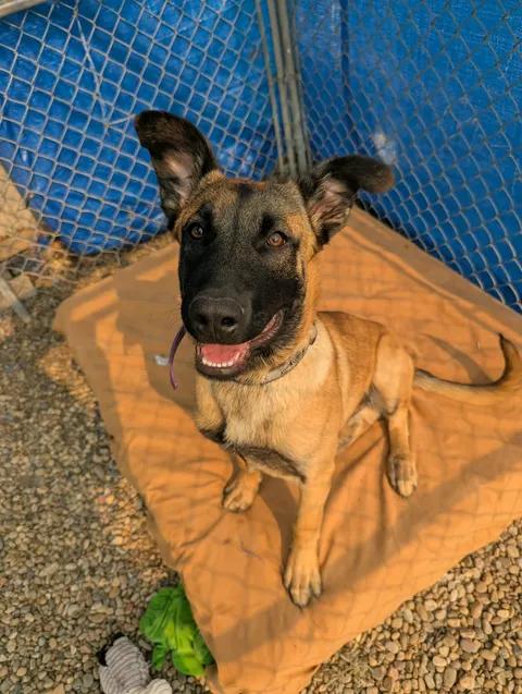 Memphis, an adopted Belgian Shepherd / Malinois in Brooks, AB image 5/6