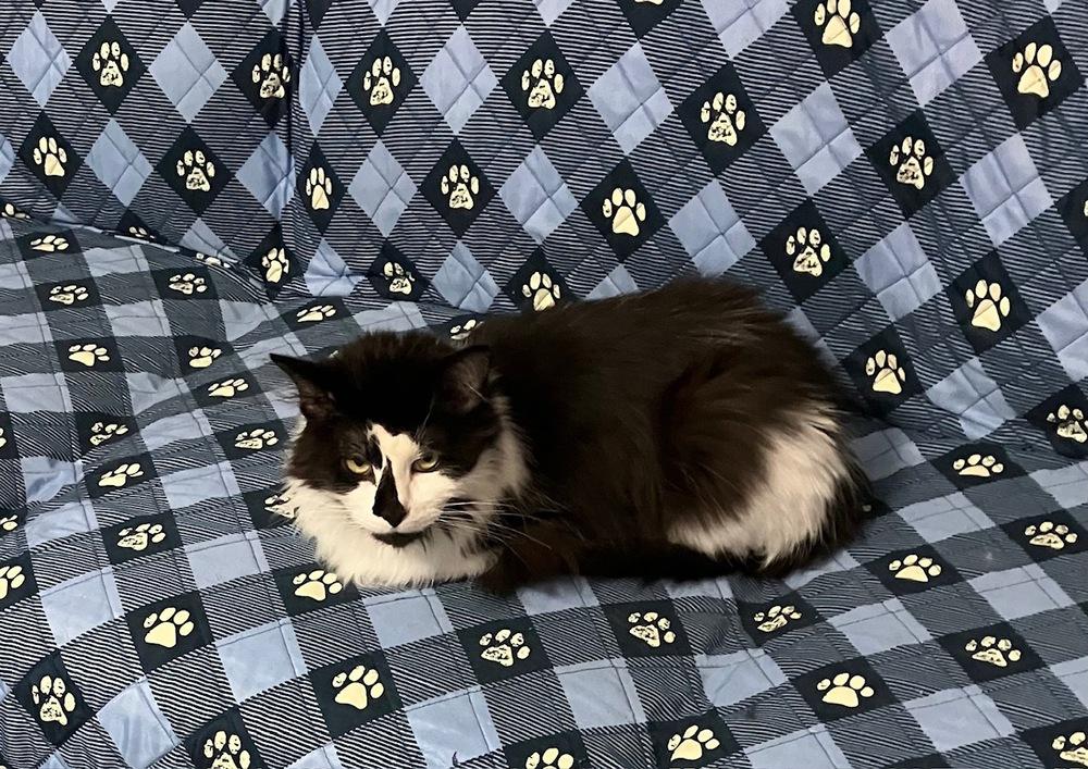 Hershey Kiss, Adoptable, Adult Male Norwegian Forest Cat & Domestic Long Hair.