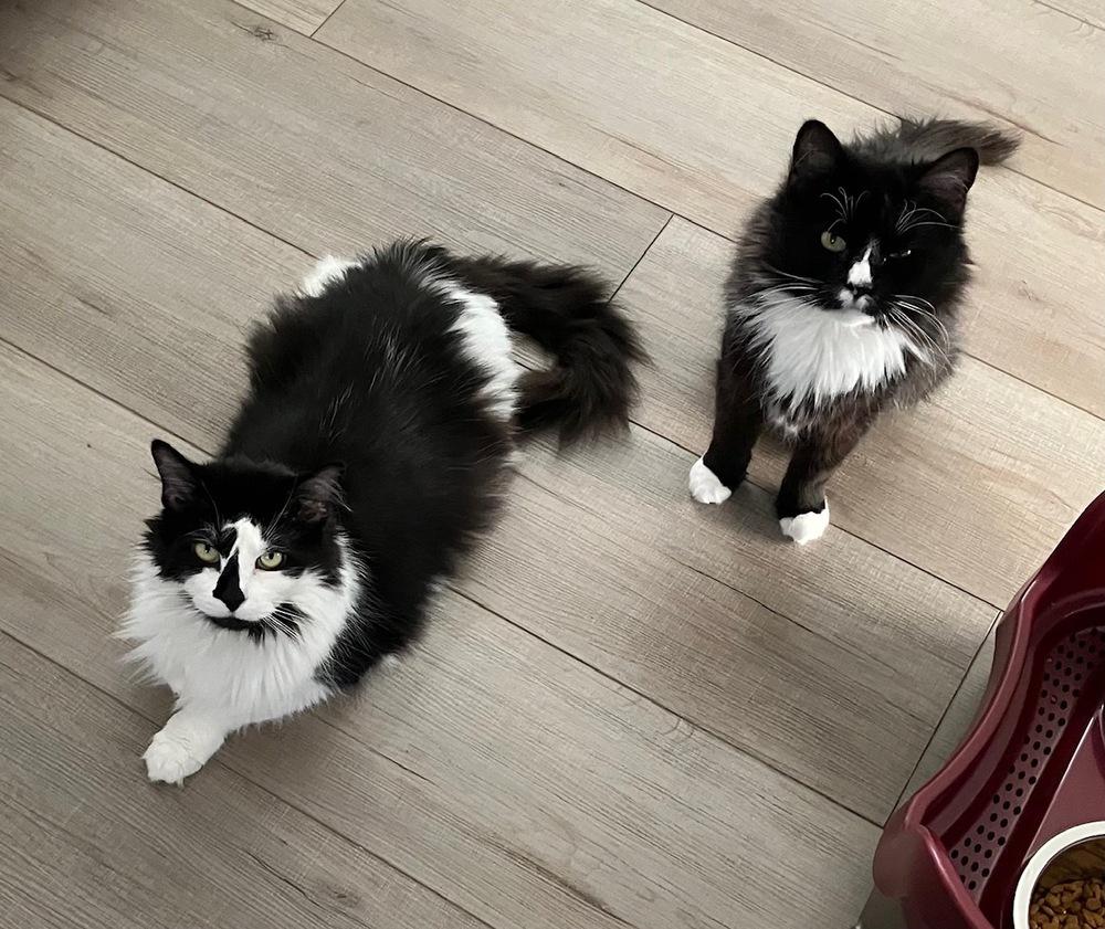 Hershey Kiss, a Adoptable mixed breed in Wilmington, NC image 2/2