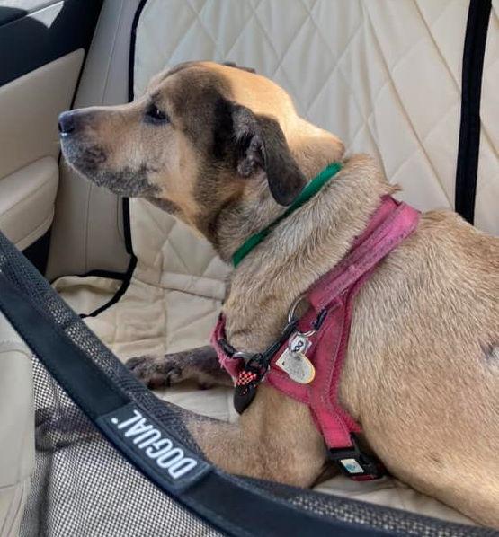 Emmy, Adoptable, Senior Female Shepherd.