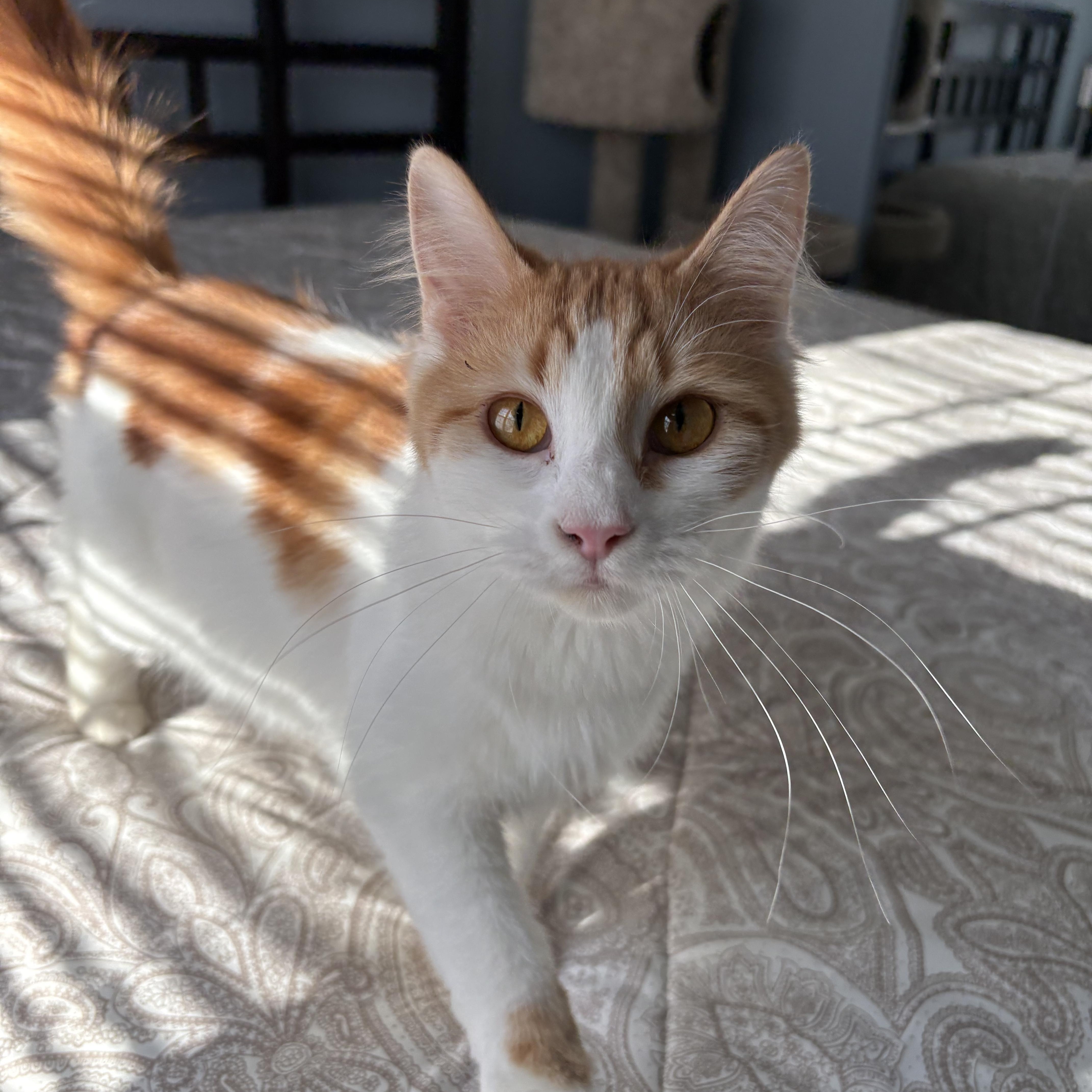 Enlarge Poppy, a ADOPTABLE mixed breed in Chesapeake Beach, MD image 3/6