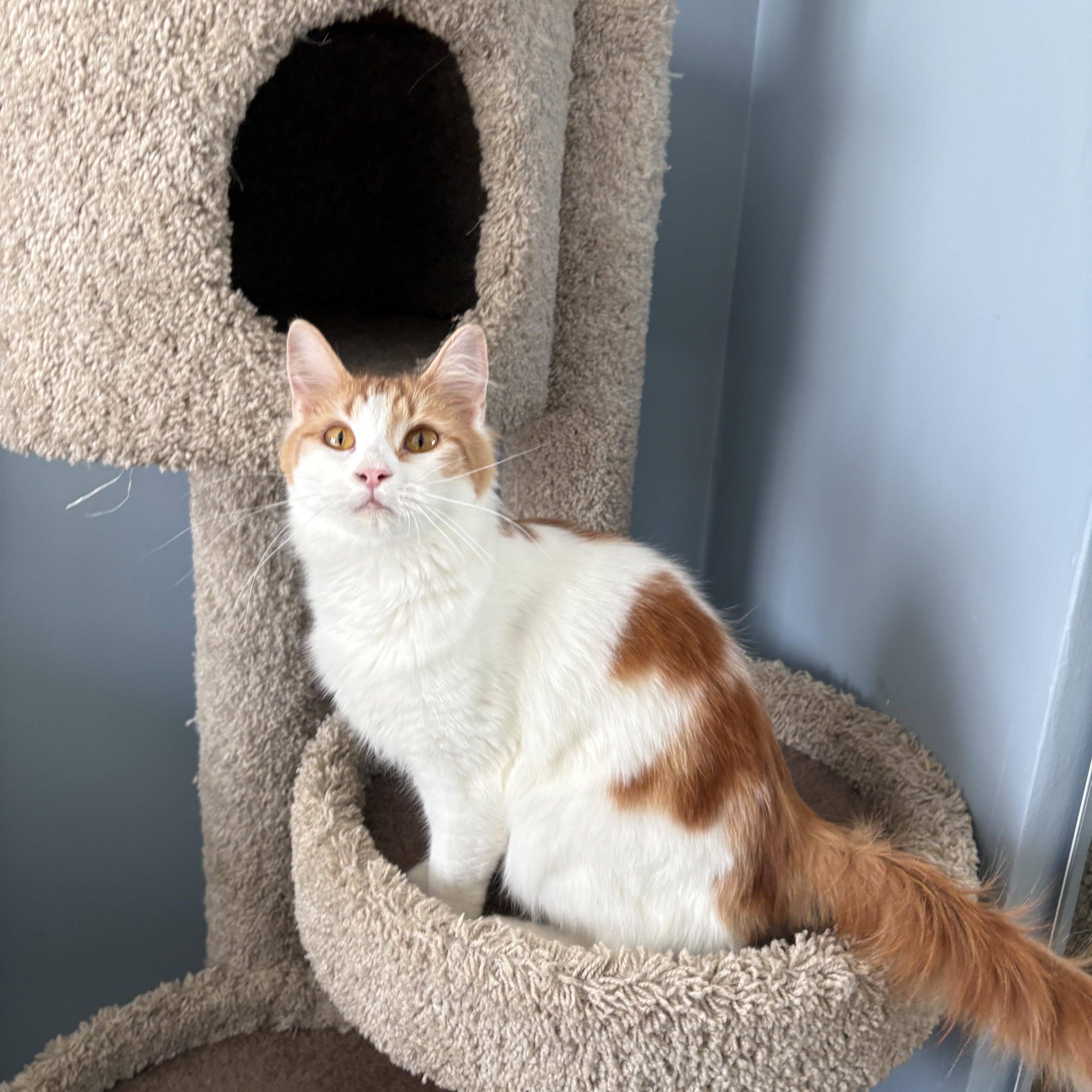 Poppy, ADOPTABLE, Young Female Domestic Medium Hair.