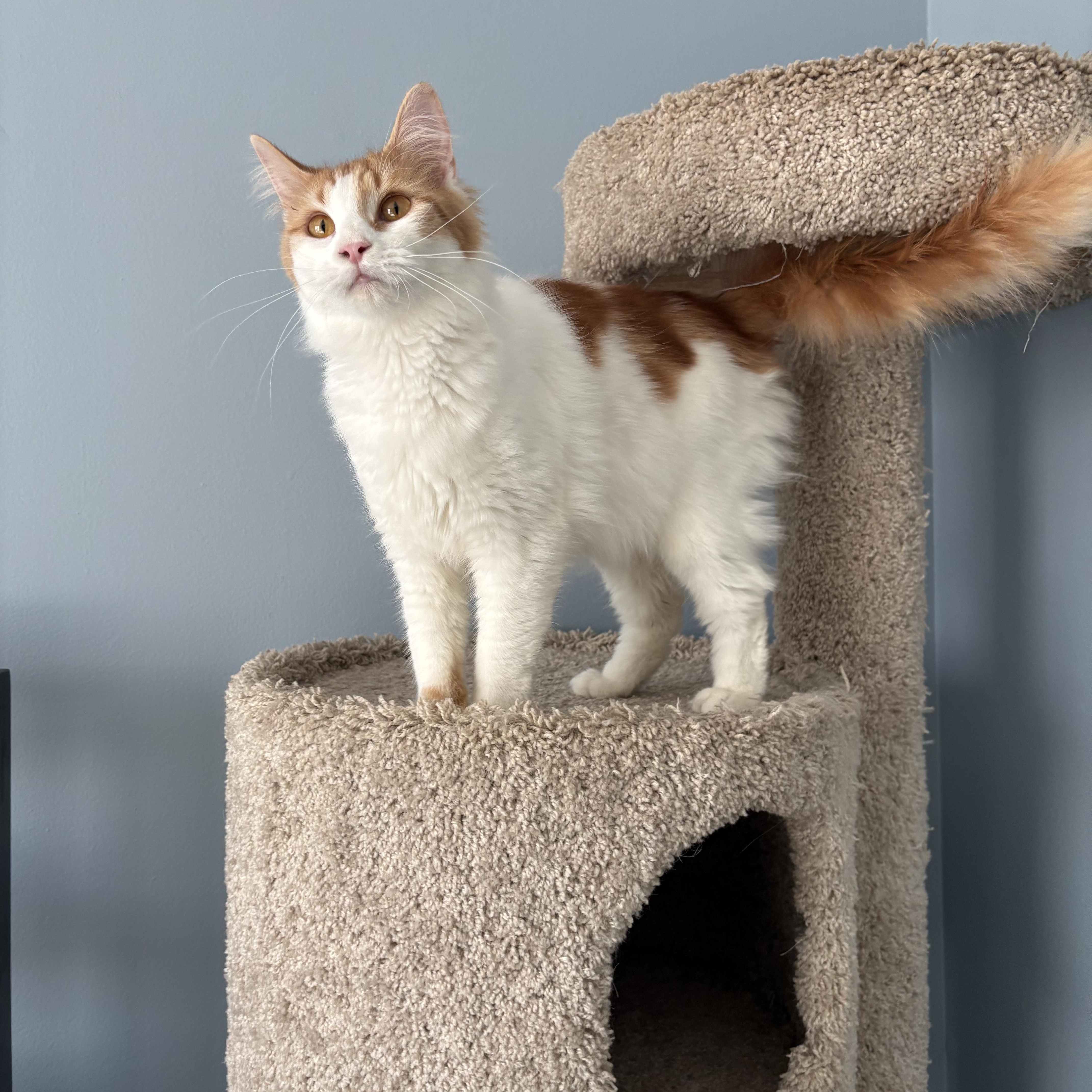 Enlarge Poppy, a ADOPTABLE mixed breed in Chesapeake Beach, MD image 4/6