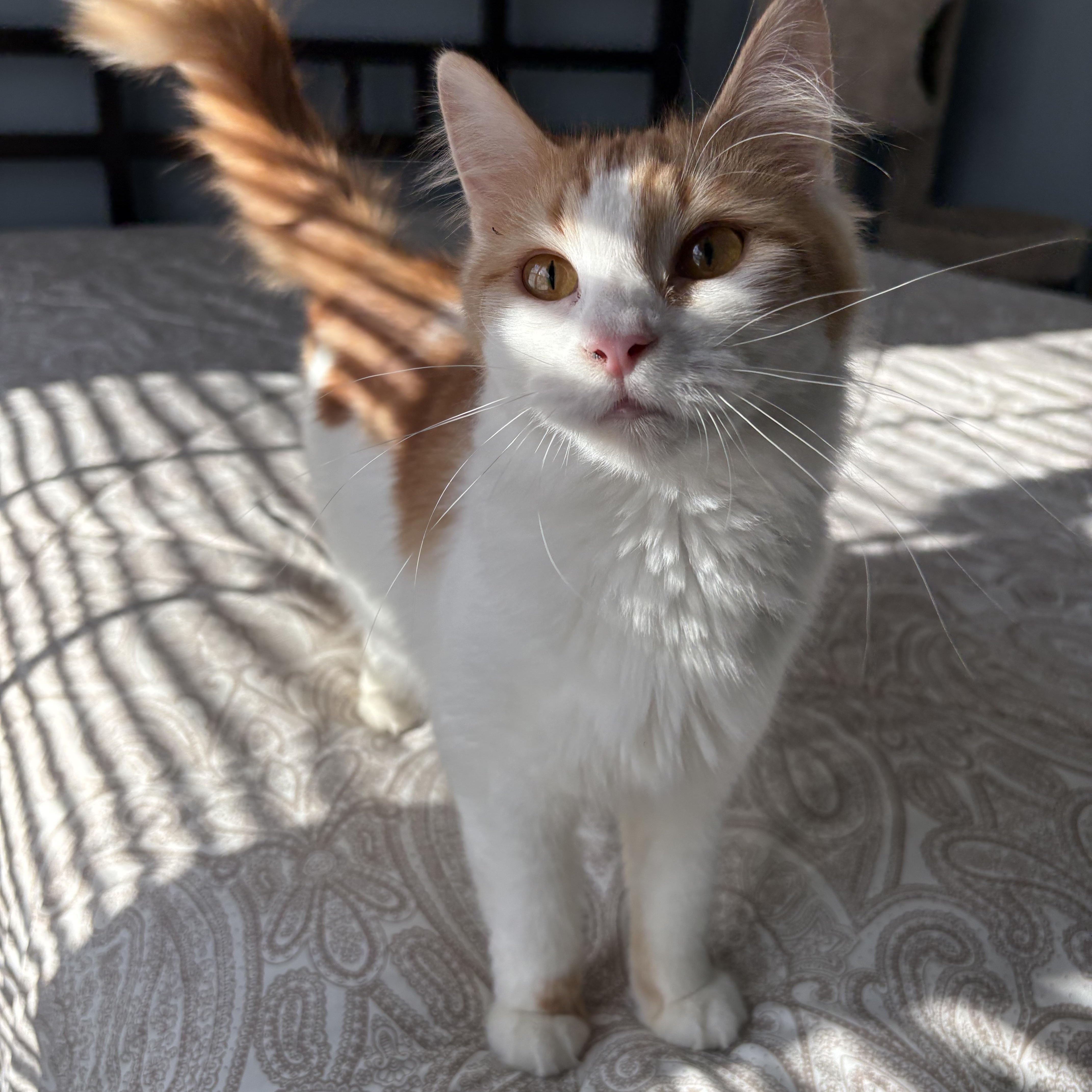 Enlarge Poppy, a ADOPTABLE mixed breed in Chesapeake Beach, MD image 2/6