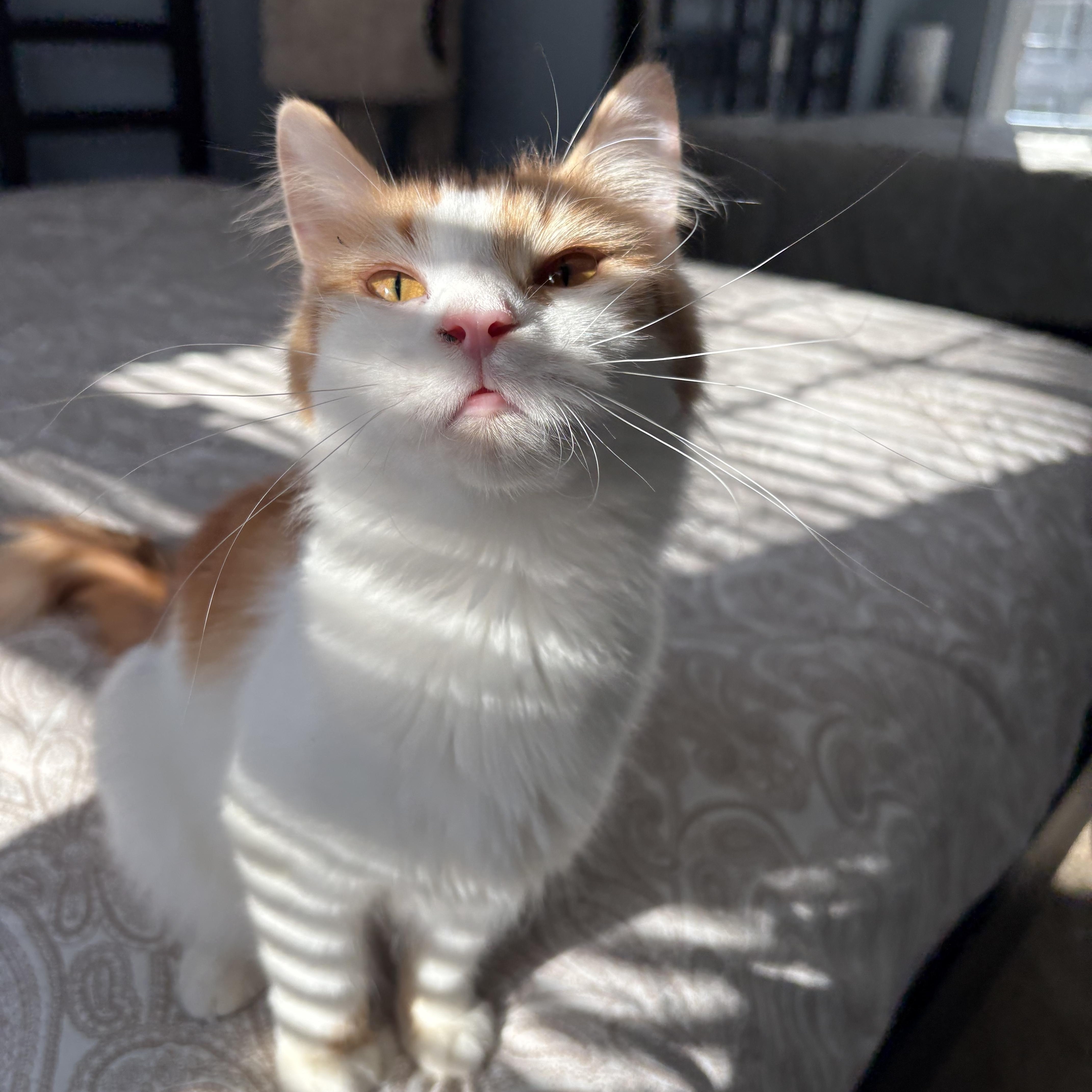 Enlarge Poppy, a ADOPTABLE mixed breed in Chesapeake Beach, MD image 5/6