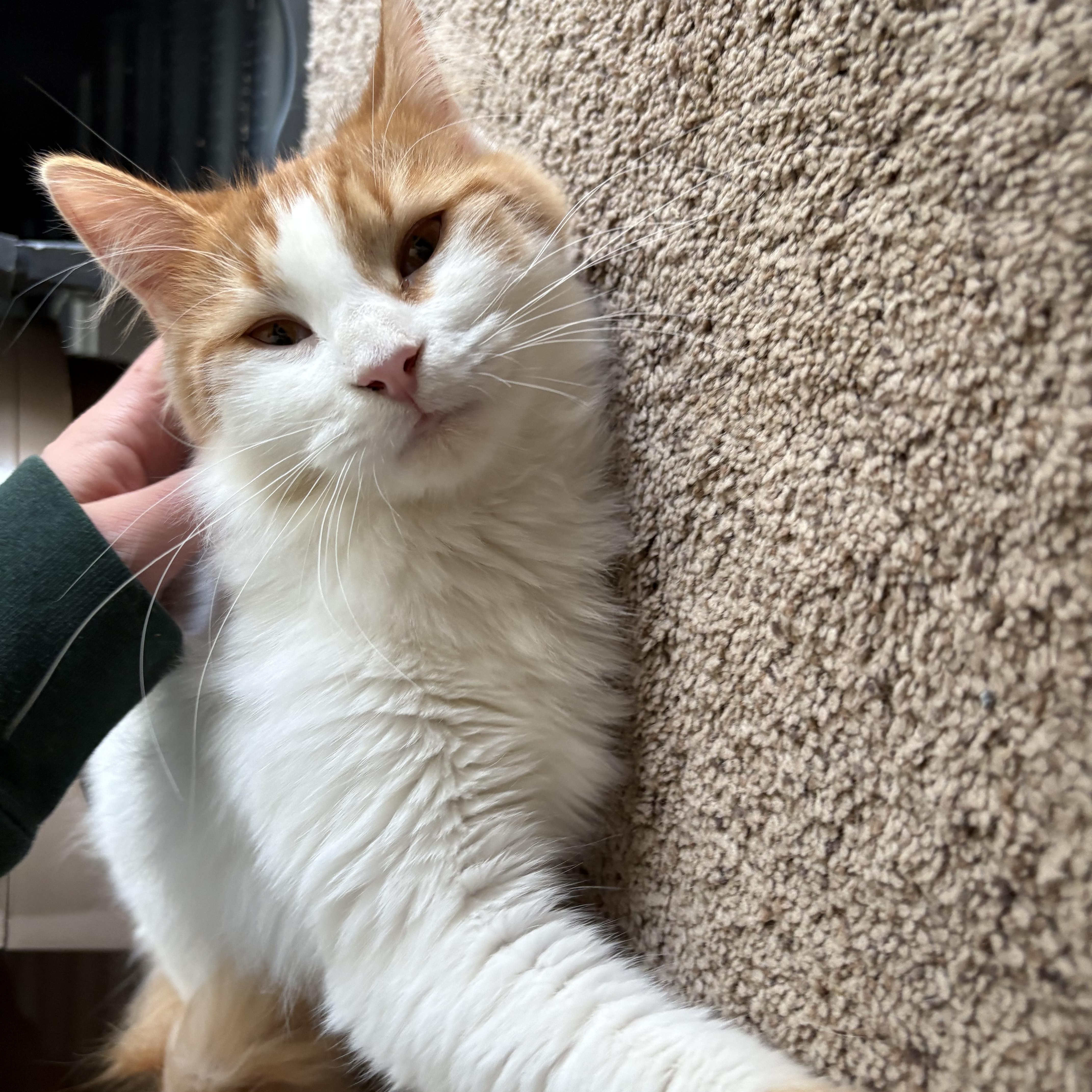 Enlarge Poppy, an adoption pending mixed breed in Chesapeake Beach, MD image 2/3